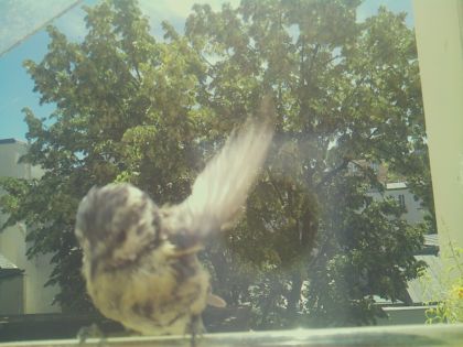 bird_20260613_115950_614_burst5_motion9577_conf0.39_bestcat_spcolumba_palumbus_spconf1.69.jpg