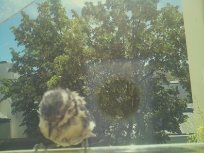 bird_20260613_115950_757_burst6_motion9577_conf0.61_bestbird_spcolumba_palumbus_spconf1.69.jpg