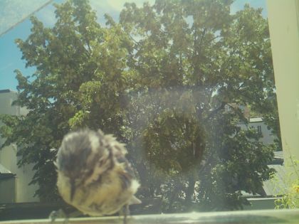 bird_20260613_115950_897_burst7_motion9577_conf0.77_bestdog_spcolumba_palumbus_spconf1.69.jpg