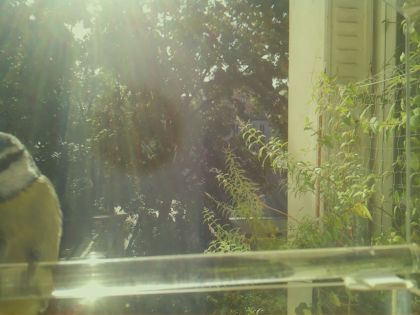 bird_20260902_102003_068_burst5_motion4569_conf0.36_bestdog.jpg