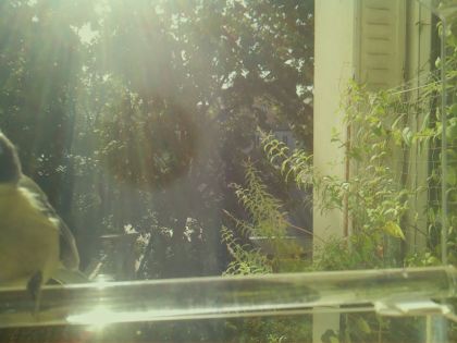 bird_20260902_102003_198_burst6_motion4569_conf0.00_bestnone.jpg