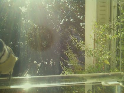 bird_20260902_102003_329_burst7_motion4569_conf0.00_bestnone.jpg
