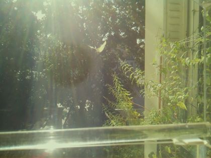 bird_20260902_102609_521_burst0_motion1392_conf0.00_bestnone.jpg