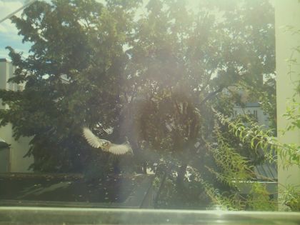 bird_20260917_111744_383_burst0_motion2681_conf0.00_bestnone.jpg