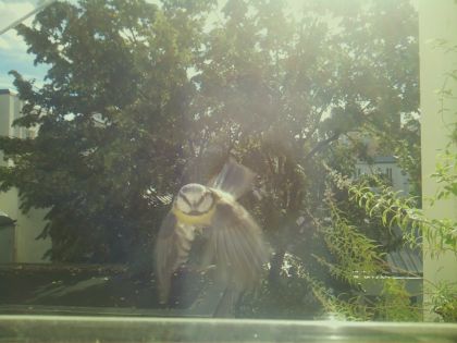 bird_20260917_111744_765_burst3_motion2681_conf0.00_bestnone.jpg