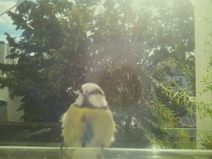 bird_20260917_111744_895_burst4_motion2681_conf0.98_bestbird.jpg