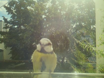 bird_20260917_111745_024_burst5_motion2681_conf0.99_bestbird.jpg
