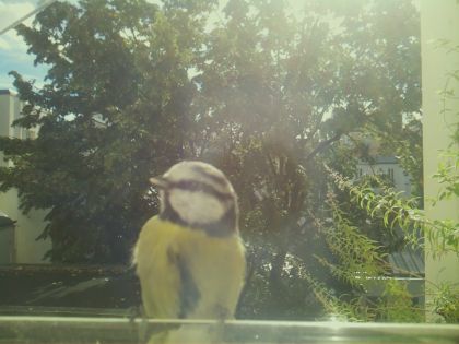 bird_20260917_111745_156_burst6_motion2681_conf0.88_bestperson.jpg