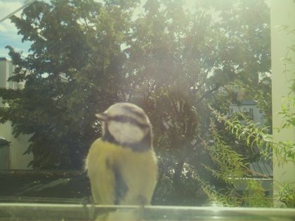 bird_20260917_111745_287_burst7_motion2681_conf0.75_bestperson.jpg