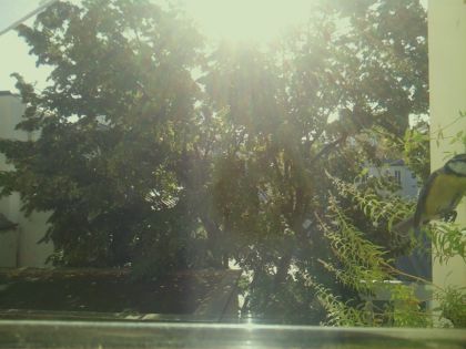 bird_20260918_102417_532_burst3_motion1395_conf0.00_bestnone.jpg