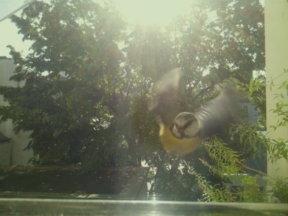 bird_20260918_102417_943_burst6_motion1395_conf0.53_bestbottle.jpg