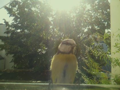 bird_20260918_102418_086_burst7_motion1395_conf0.99_bestbird.jpg