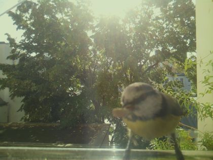 bird_20260918_102425_358_burst2_motion2459_conf0.80_bestcat.jpg