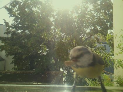 bird_20260918_102425_488_burst3_motion2459_conf0.67_bestcat.jpg