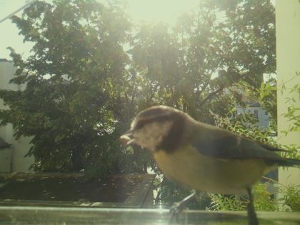 bird_20260918_102425_620_burst4_motion2459_conf0.76_bestdog.jpg