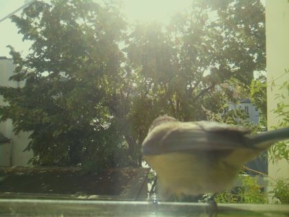 bird_20260918_102425_750_burst5_motion2459_conf0.00_bestnone.jpg