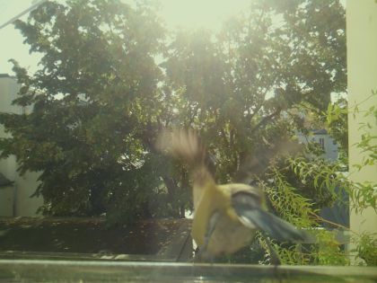 bird_20260918_102425_880_burst6_motion2459_conf0.65_bestbottle.jpg