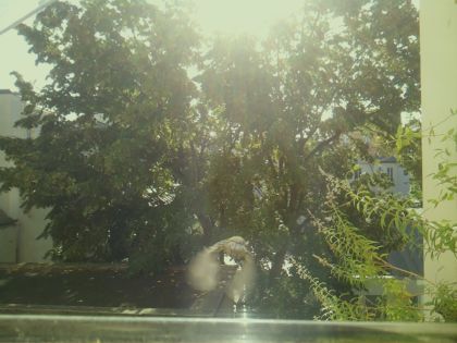 bird_20260918_102426_009_burst7_motion2459_conf0.57_bestbottle.jpg