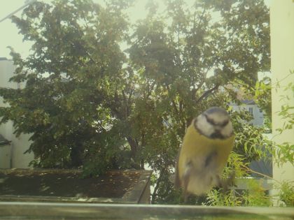 bird_20260918_102547_091_burst3_motion2224_conf0.92_bestcat.jpg