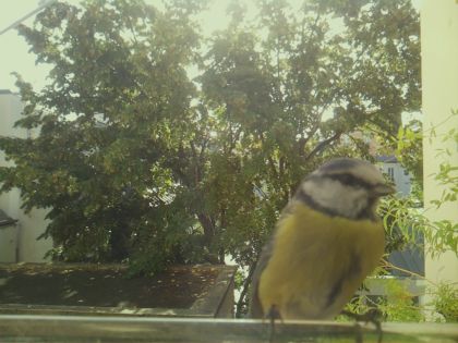 bird_20260918_102547_237_burst4_motion2224_conf0.99_bestbird_1.jpg
