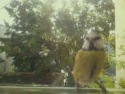 bird_20260918_102547_377_burst5_motion2224_conf0.93_bestcat.jpg