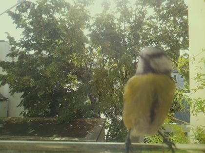 bird_20260918_102547_522_burst6_motion2224_conf0.84_bestcat.jpg