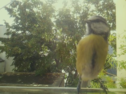 bird_20260918_102547_664_burst7_motion2224_conf0.86_bestperson.jpg