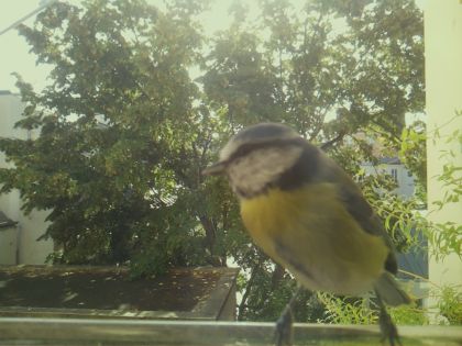 bird_20260918_102553_621_burst0_motion5363_conf1.00_bestbird_1.jpg