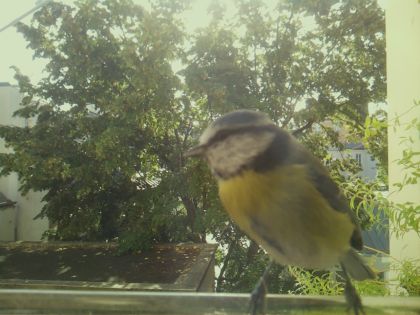 bird_20260918_102553_741_burst1_motion5363_conf1.00_bestbird_1.jpg