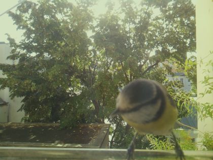 bird_20260918_102553_871_burst2_motion5363_conf0.89_bestbird_1.jpg