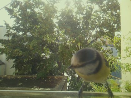 bird_20260918_102554_003_burst3_motion5363_conf0.94_bestbird_1.jpg