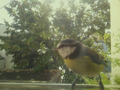 bird_20260918_102554_133_burst4_motion5363_conf0.98_bestbird_1.jpg