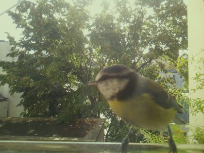 bird_20260918_102554_263_burst5_motion5363_conf0.97_bestbird_1.jpg