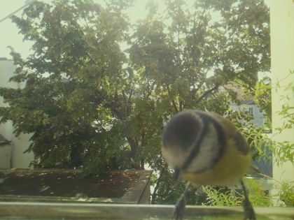 bird_20260918_102554_393_burst6_motion5363_conf0.00_bestnone.jpg