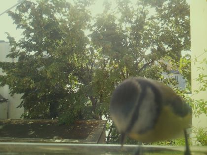 bird_20260918_102554_522_burst7_motion5363_conf0.00_bestnone.jpg