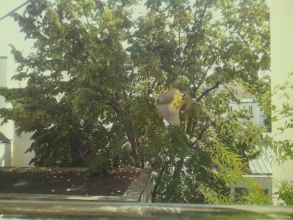 bird_20260921_125942_074_burst0_motion2082_conf0.00_bestnone.jpg