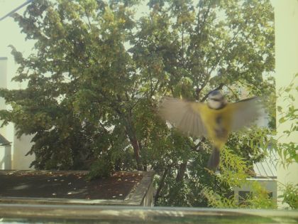 bird_20260921_125942_195_burst1_motion2082_conf0.69_bestcat.jpg