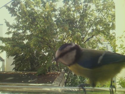 bird_20260921_125948_559_burst0_motion2714_conf0.36_bestdog.jpg