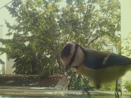 bird_20260921_125948_808_burst2_motion2714_conf0.62_bestdog.jpg