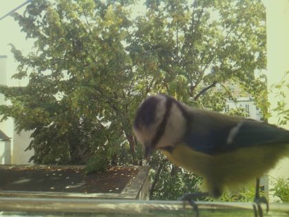 bird_20260921_125948_941_burst3_motion2714_conf0.64_bestdog.jpg