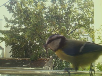 bird_20260921_125949_200_burst5_motion2714_conf0.95_bestdog.jpg