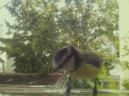 bird_20260921_125949_331_burst6_motion2714_conf0.86_bestbird.jpg