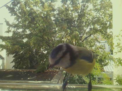 bird_20260921_125949_460_burst7_motion2714_conf0.44_bestbird.jpg