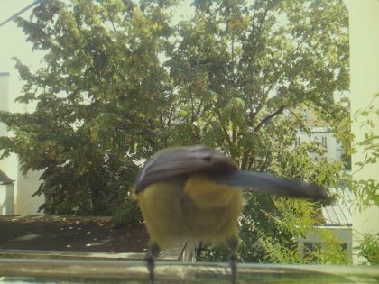 bird_20260921_125955_092_burst1_motion3678_conf0.94_bestbird.jpg