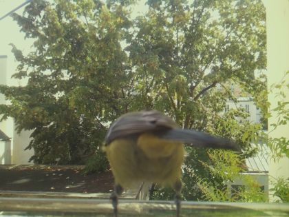 bird_20260921_125955_222_burst2_motion3678_conf0.99_bestbird.jpg