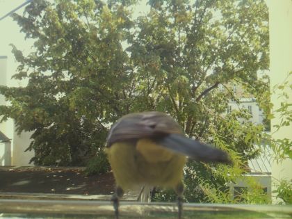 bird_20260921_125955_351_burst3_motion3678_conf1.00_bestbird.jpg