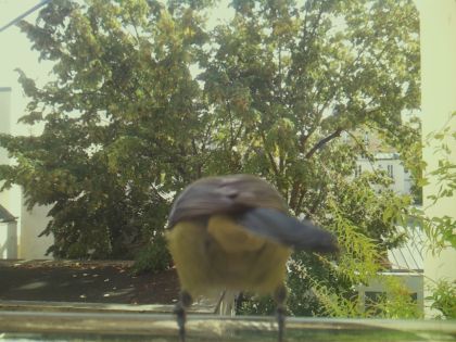 bird_20260921_125955_482_burst4_motion3678_conf1.00_bestbird.jpg