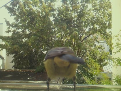 bird_20260921_125955_612_burst5_motion3678_conf1.00_bestbird.jpg