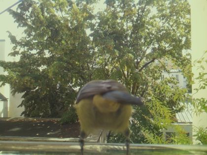 bird_20260921_125955_744_burst6_motion3678_conf1.00_bestbird.jpg