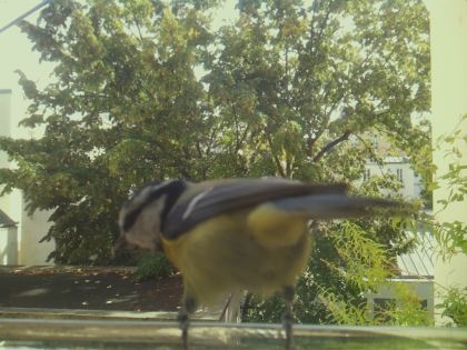 bird_20260921_125955_874_burst7_motion3678_conf0.99_bestbird.jpg